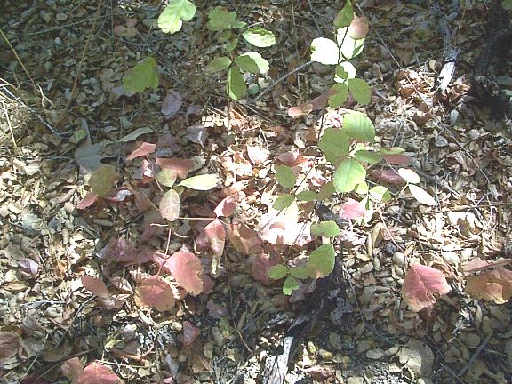 poison oak leaves. poison oak (red leaves),
