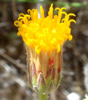 Photograph of flower of Bebbia juncea var. aspera