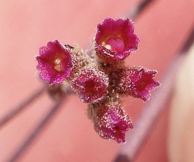 Photograph of flower of Boerhavia coccinea