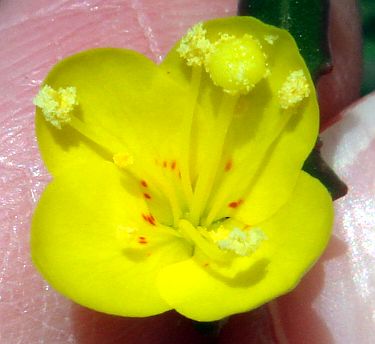 Photograph of flower of Camissonia californica
