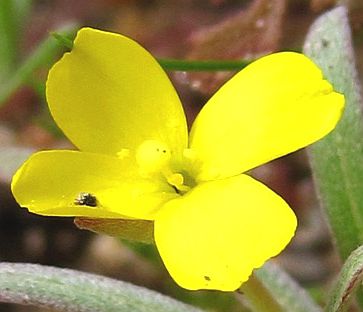 Photograph of flower of Camissonia pallida ssp. pallida