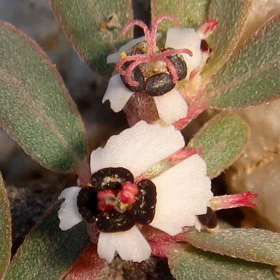 Photograph of flower of Chamaesyce pediculifera