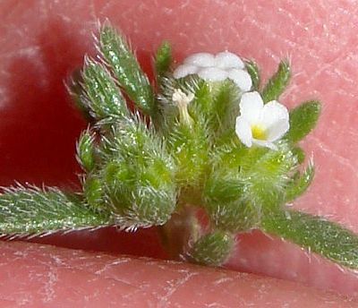 Photograph of flower of Cryptantha micrantha