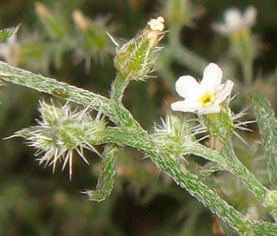 Photograph of flower of Cryptantha racemosa