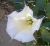 Photograph of flower of Datura wrightii