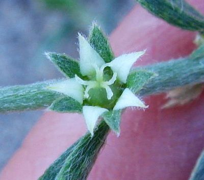 Photograph of flower of Ditaxis lanceolata