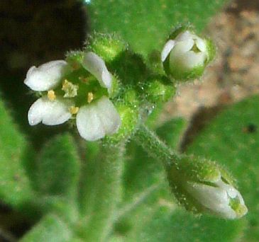 Photograph of flower of Draba cuneifolia