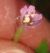 Photograph of flower of Epilobium ciliatum ssp. ciliatum