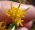 Photograph of flower of Ericameria brachylepis