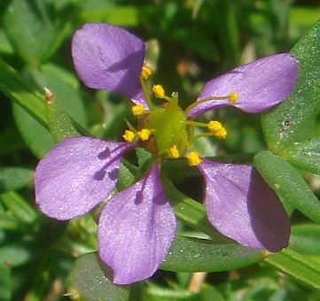 Photograph of flower of Fagonia laevis