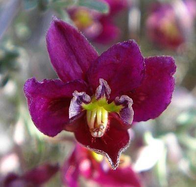 Photograph of flower of Krameria erecta
