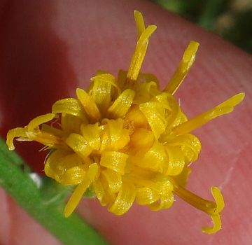 Photograph of flower of Lepidospartum squamatum
