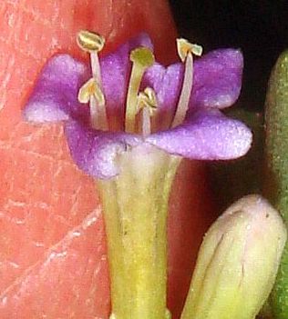 Photograph of flower of Lycium andersonii