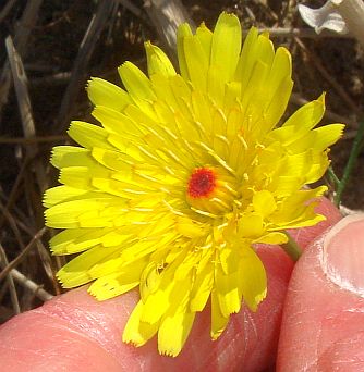 Photograph of flower of Malacothrix glabrata