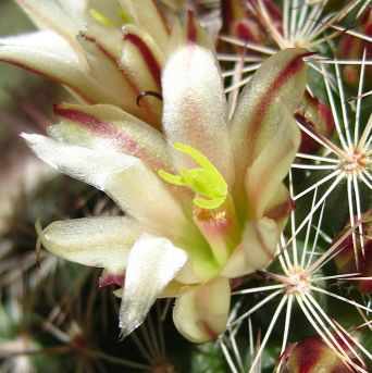 Photograph of flower of Mammillaria dioica