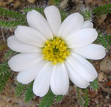 Photograph of flower of Monoptilon bellioides