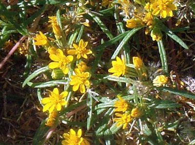 Photograph of flower of Pectis papposa var. papposa