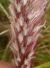 Photograph of flower of Pennisetum setaceum