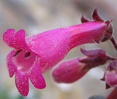 Photograph of flower of Penstemon clevelandii var. connatus