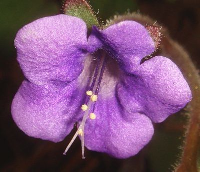 Photograph of flower of Phacelia minor