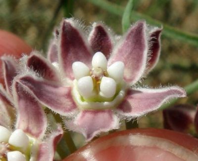 Photograph of flower of Sarcostemma cynanchoides ssp. hartwegii