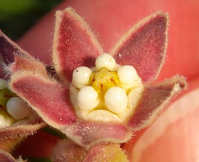 Photograph of flower of Sarcostemma hirtellum
