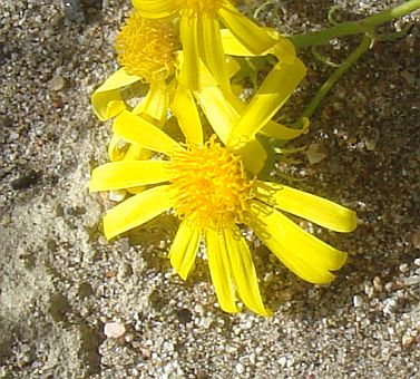 Photograph of flower of Senecio flaccidus var. monoensis
