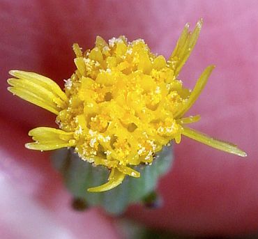 Photograph of flower of Senecio mohavensis