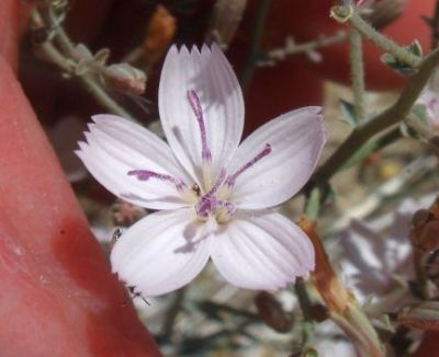 Photograph of flower of Stephanomeria exigua ssp. exigua
