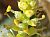 Photograph of flower of Stillingia spinulosa