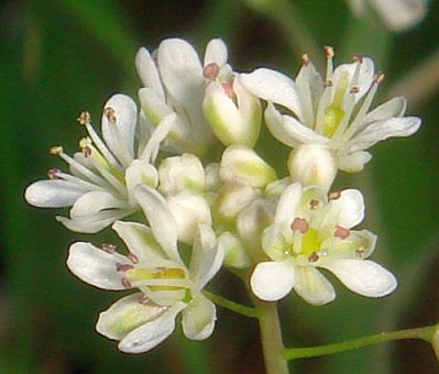 Photograph of flower of Thysanocarpus curvipes