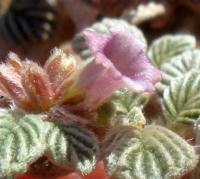 Photograph of flower of Tiquilia plicata