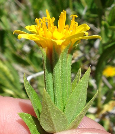 Photograph of flower of Trixis californica var. californica