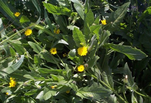 Crete Weed Flower
