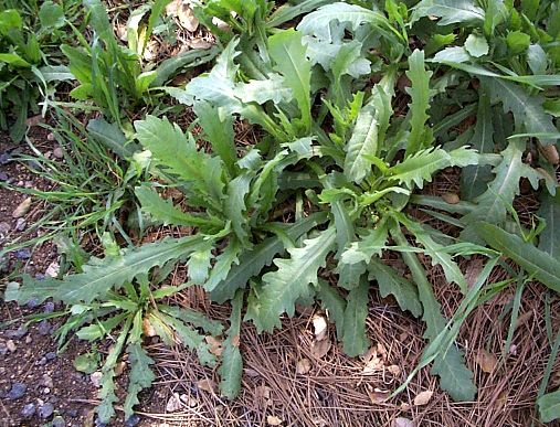 Crete Weed Rosette