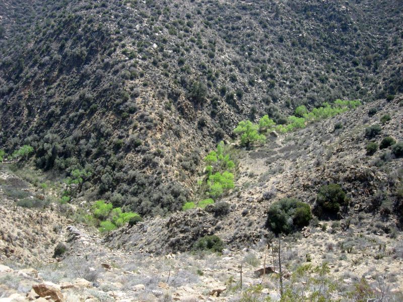 The Flora of the PCT: San Ysidro Mountains B5, Tule Canyon Truck Trail ...